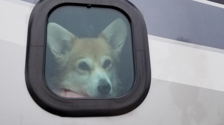 Lindsey The Rving Corgi Early Summer 2019 Update