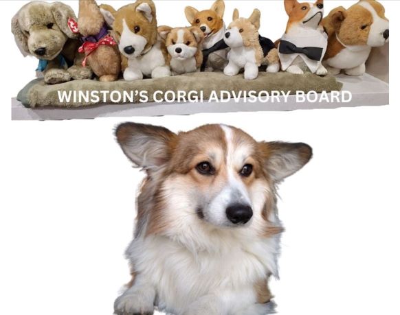 Winston's Corgi Advisory Board